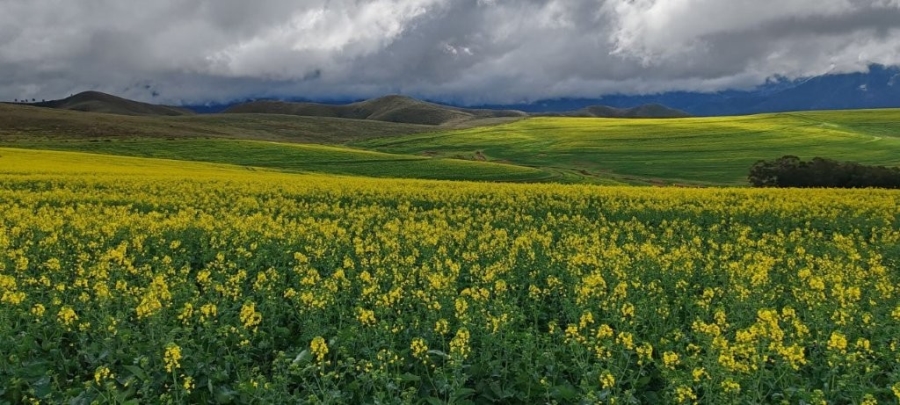 0 Bedroom Property for Sale in Caledon Western Cape